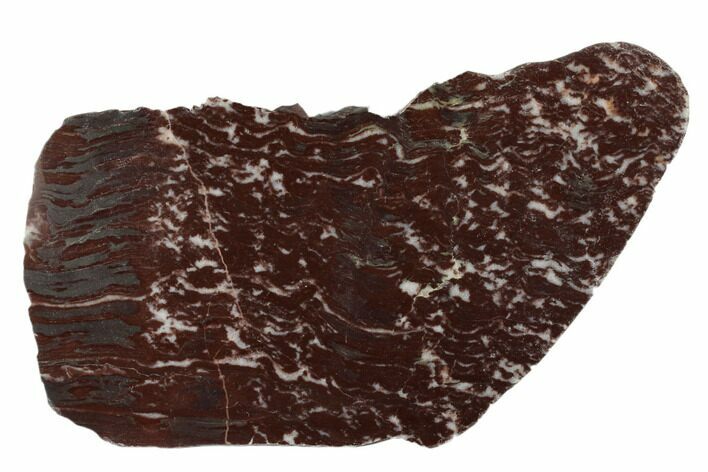 Polished Stromatolite (Gongylina) Slab - Billion Years #180207